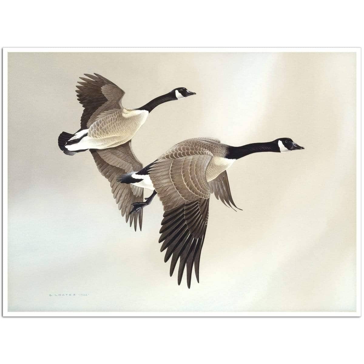 Canada Geese - Art Print | Artwork by Glen Loates