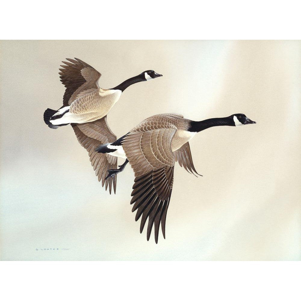 Canada Geese - Canvas Print | Artwork by Glen Loates