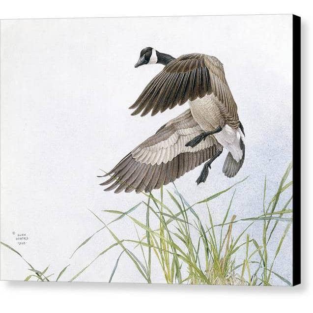 Canada Goose - Canvas Print | Artwork by Glen Loates