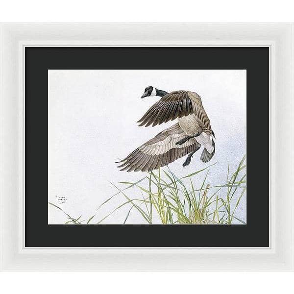 Canada Goose - Framed Print | Artwork by Glen Loates
