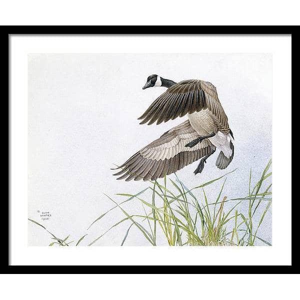 Canada Goose - Framed Print | Artwork by Glen Loates