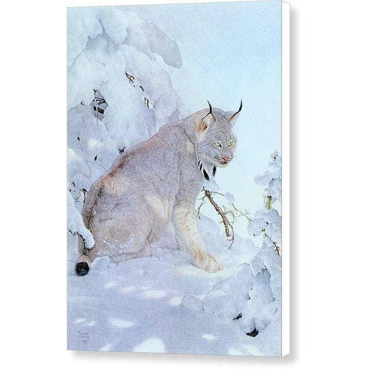 Canada Lynx - Canvas Print | Artwork by Glen Loates