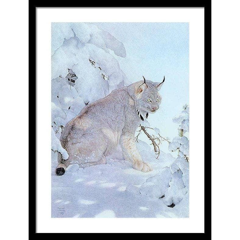 Canada Lynx - Framed Print | Artwork by Glen Loates