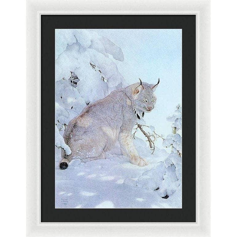 Canada Lynx - Framed Print | Artwork by Glen Loates