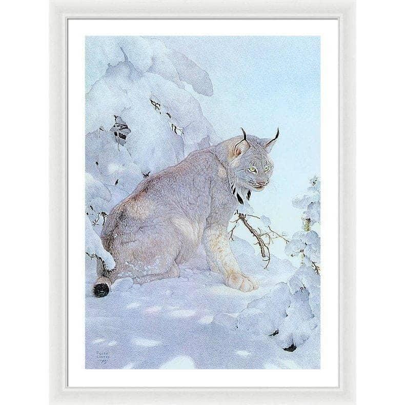 Canada Lynx - Framed Print | Artwork by Glen Loates
