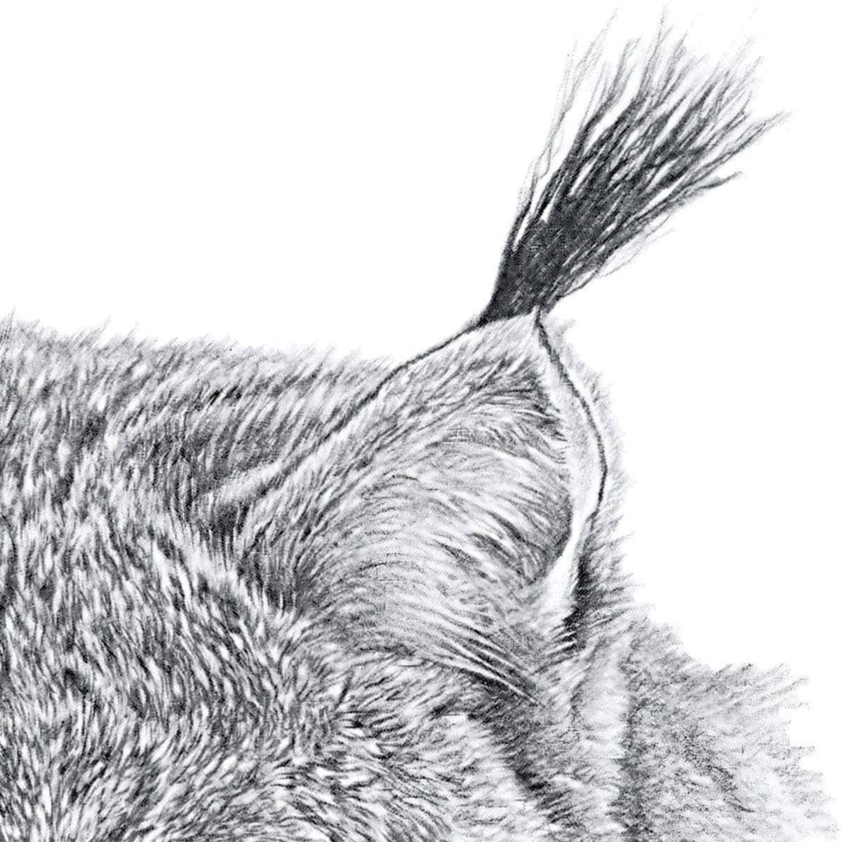 Canada Lynx Portrait - Art Print | Artwork by Glen Loates