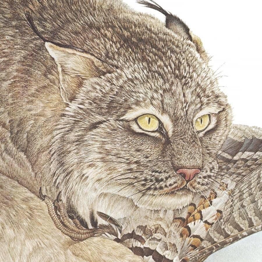Canada Lynx with Ruffed Grouse - Canvas Print | Artwork by Glen Loates