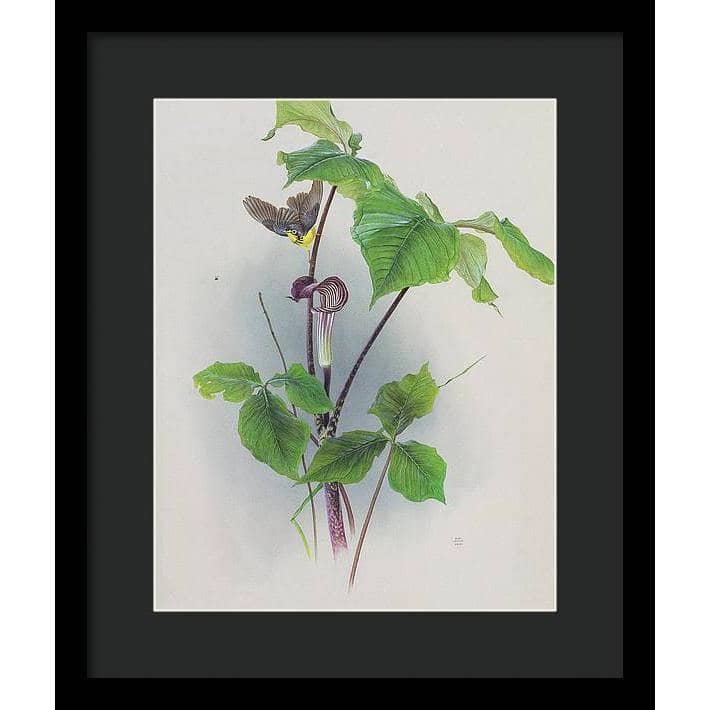 Canada Warbler on a Jack-in-the-pulpit - Framed Print | Artwork by Glen Loates