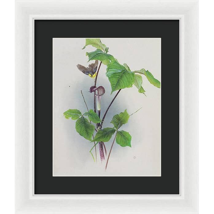 Canada Warbler on a Jack-in-the-pulpit - Framed Print | Artwork by Glen Loates