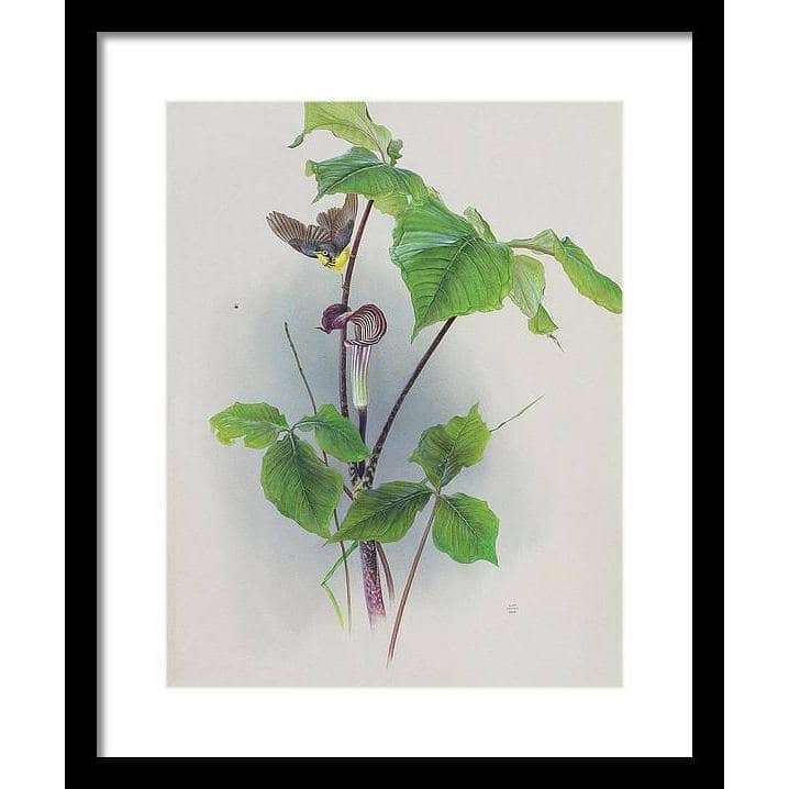 Canada Warbler on a Jack-in-the-pulpit - Framed Print | Artwork by Glen Loates