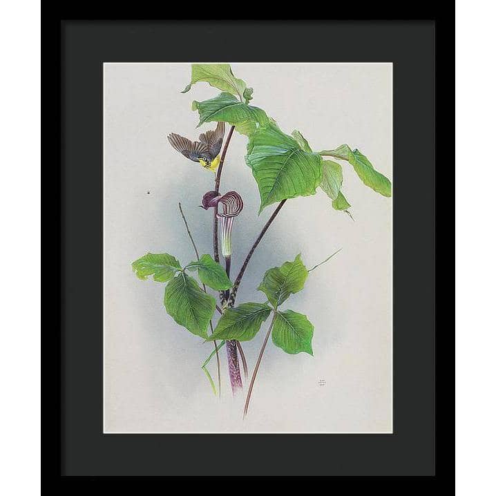 Canada Warbler on a Jack-in-the-pulpit - Framed Print | Artwork by Glen Loates