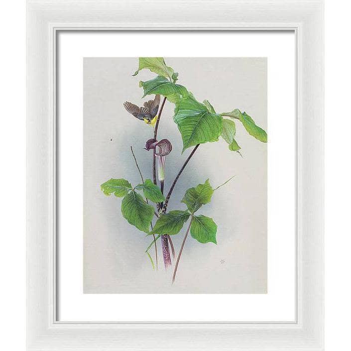Canada Warbler on a Jack-in-the-pulpit - Framed Print | Artwork by Glen Loates