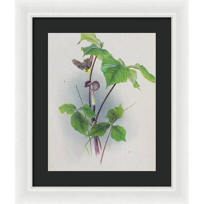Canada Warbler on a Jack-in-the-pulpit - Framed Print | Artwork by Glen Loates