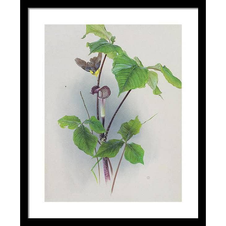 Canada Warbler on a Jack-in-the-pulpit - Framed Print | Artwork by Glen Loates