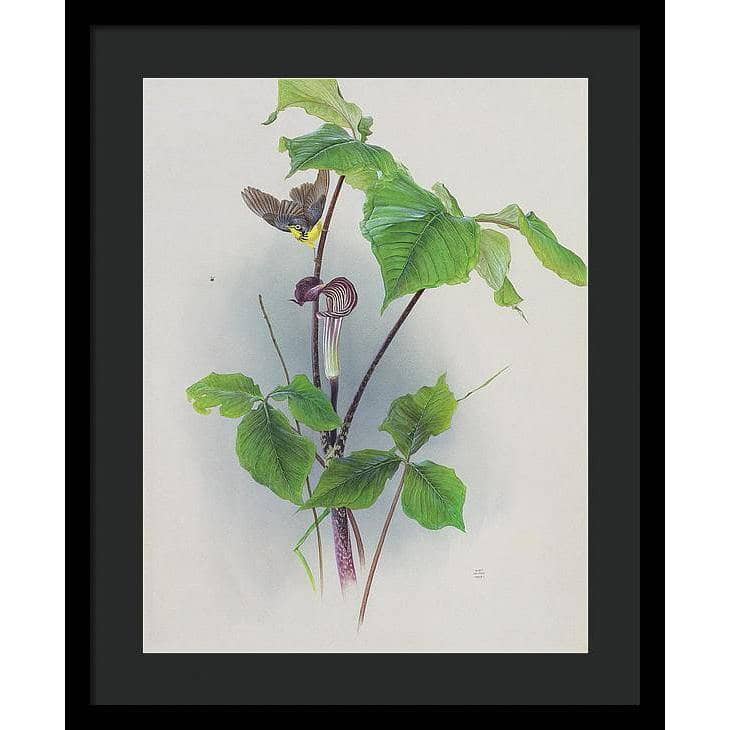 Canada Warbler on a Jack-in-the-pulpit - Framed Print | Artwork by Glen Loates