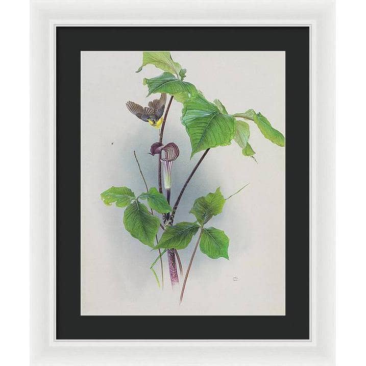 Canada Warbler on a Jack-in-the-pulpit - Framed Print | Artwork by Glen Loates