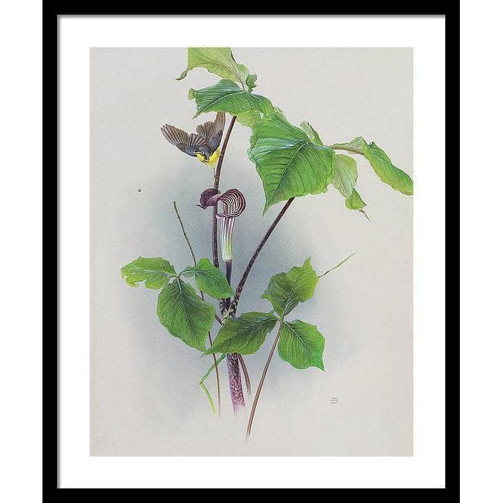Canada Warbler on a Jack-in-the-pulpit - Framed Print | Artwork by Glen Loates