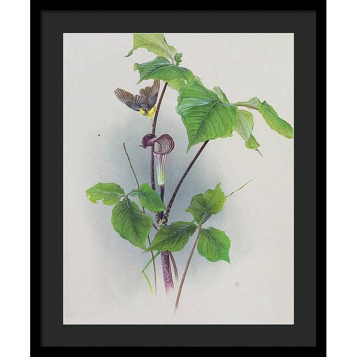 Canada Warbler on a Jack-in-the-pulpit - Framed Print | Artwork by Glen Loates
