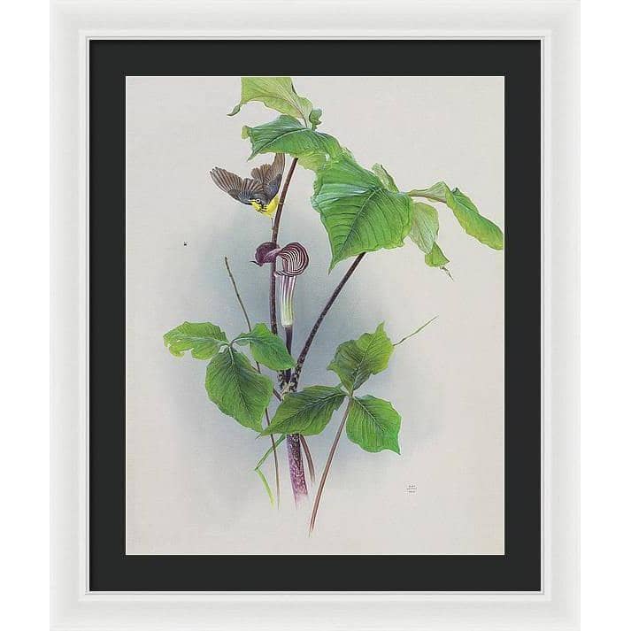 Canada Warbler on a Jack-in-the-pulpit - Framed Print | Artwork by Glen Loates