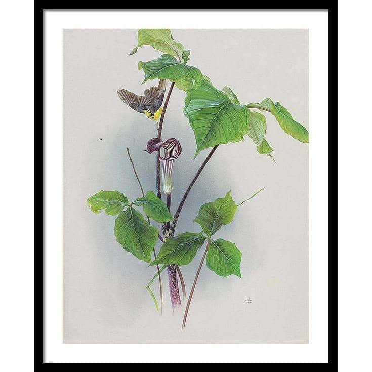 Canada Warbler on a Jack-in-the-pulpit - Framed Print | Artwork by Glen Loates
