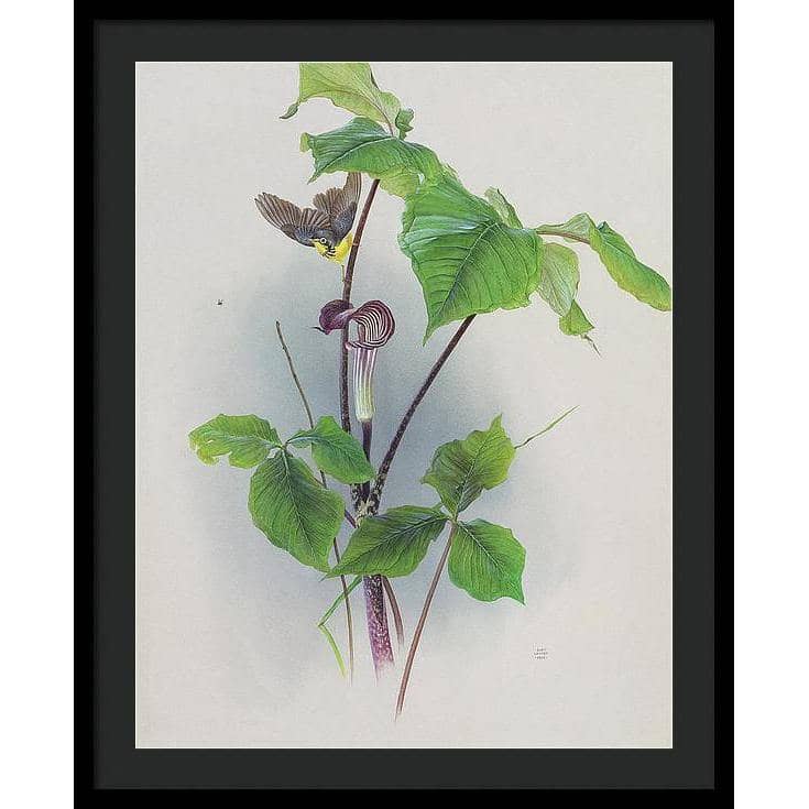 Canada Warbler on a Jack-in-the-pulpit - Framed Print | Artwork by Glen Loates