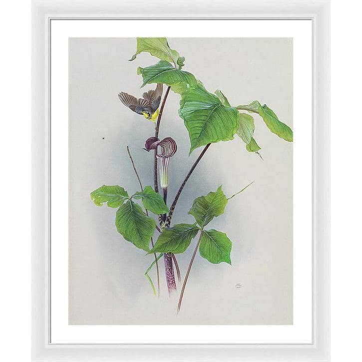 Canada Warbler on a Jack-in-the-pulpit - Framed Print | Artwork by Glen Loates