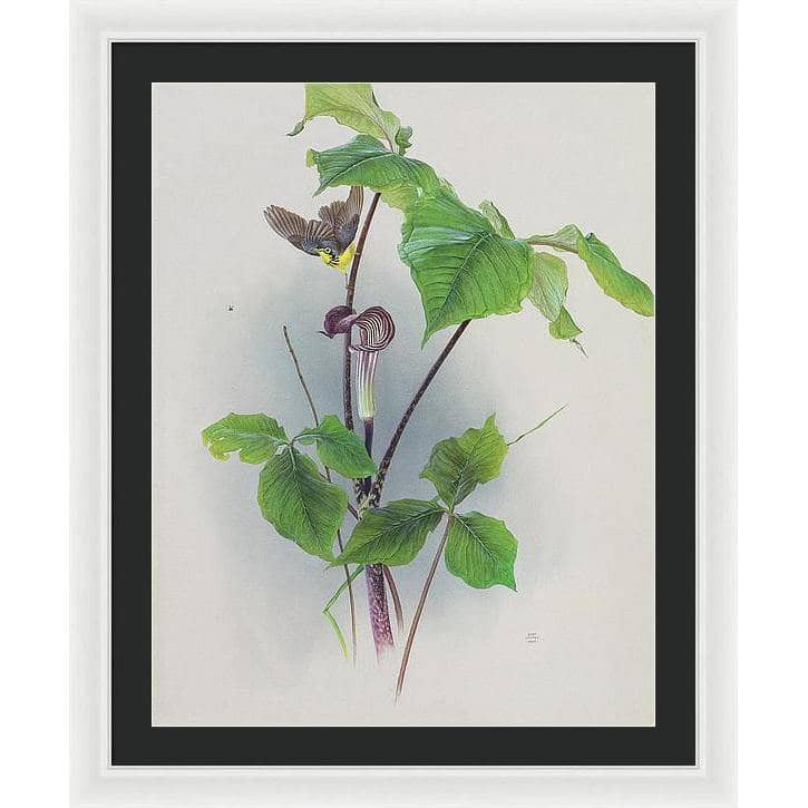 Canada Warbler on a Jack-in-the-pulpit - Framed Print | Artwork by Glen Loates