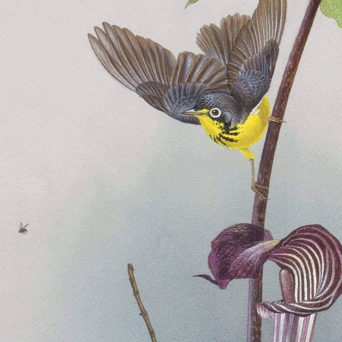 Canada Warbler on a Jack-in-the-pulpit - Framed Print | Artwork by Glen Loates