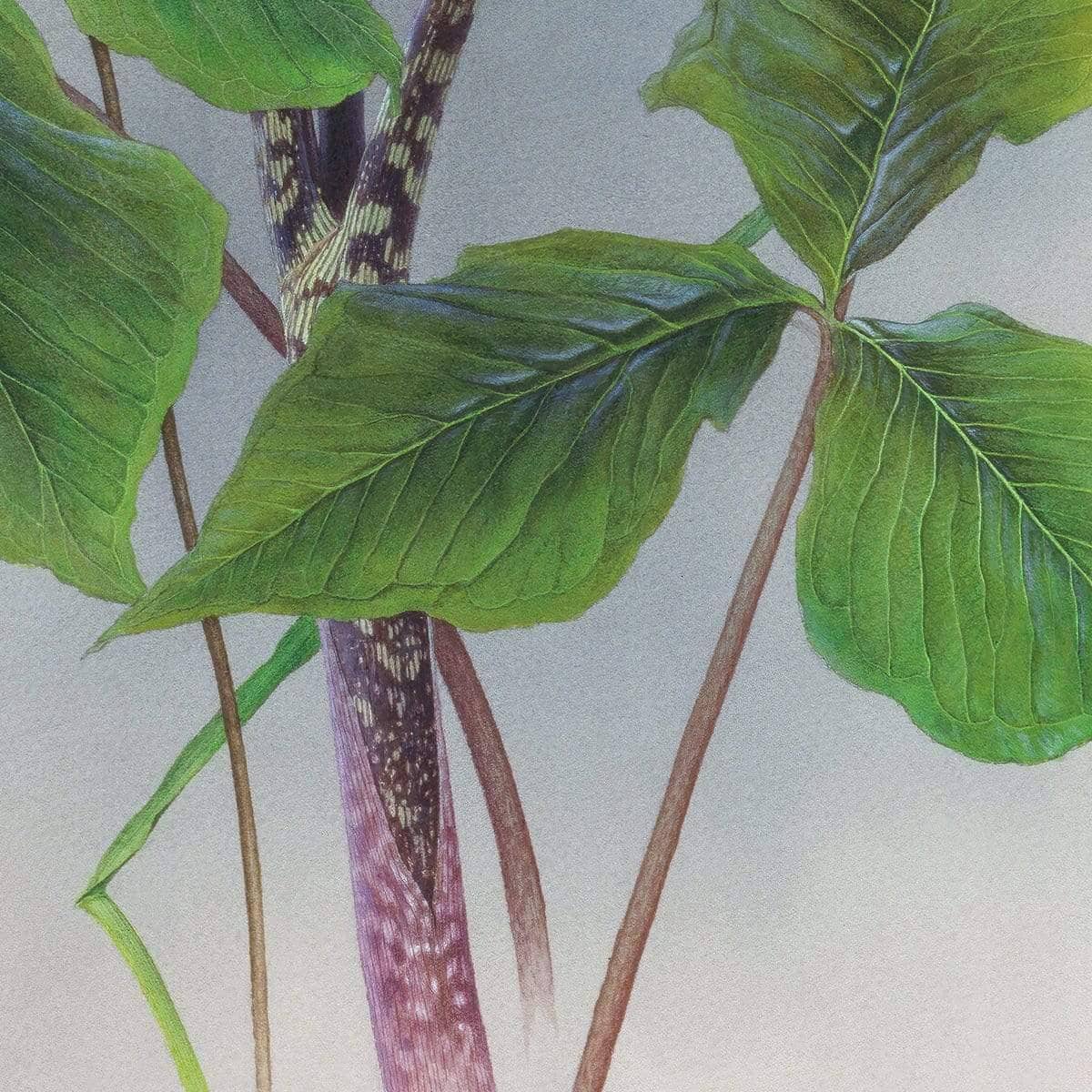 Canada Warbler on a Jack-in-the-pulpit - Framed Print | Artwork by Glen Loates