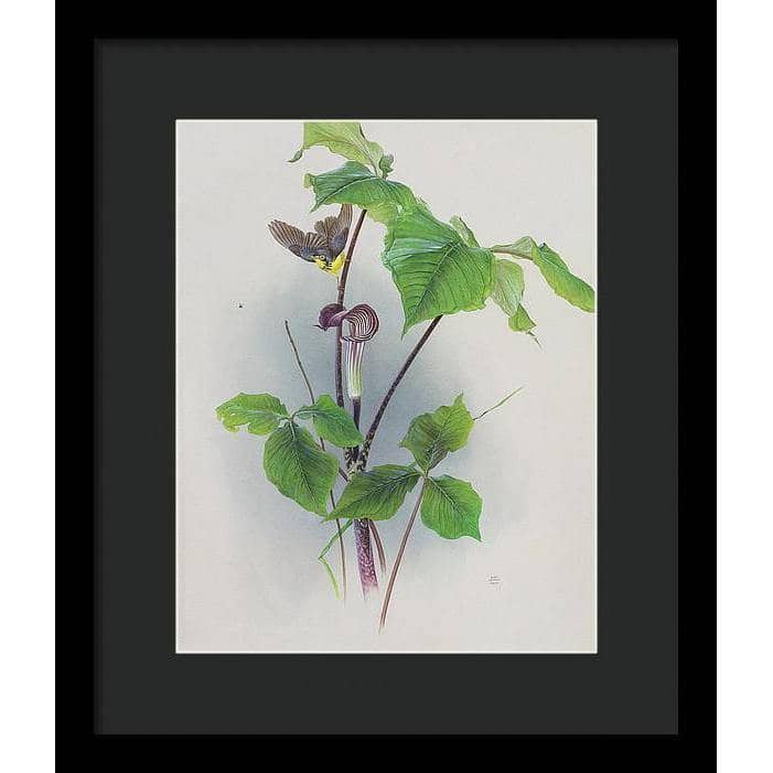 Canada Warbler on a Jack-in-the-pulpit - Framed Print | Artwork by Glen Loates