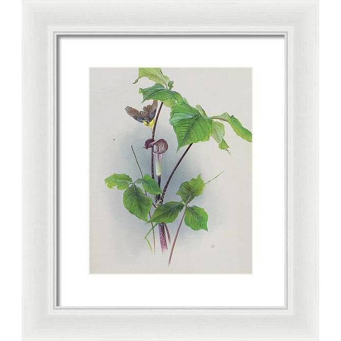 Canada Warbler on a Jack-in-the-pulpit - Framed Print | Artwork by Glen Loates