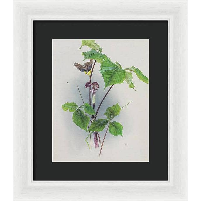 Canada Warbler on a Jack-in-the-pulpit - Framed Print | Artwork by Glen Loates