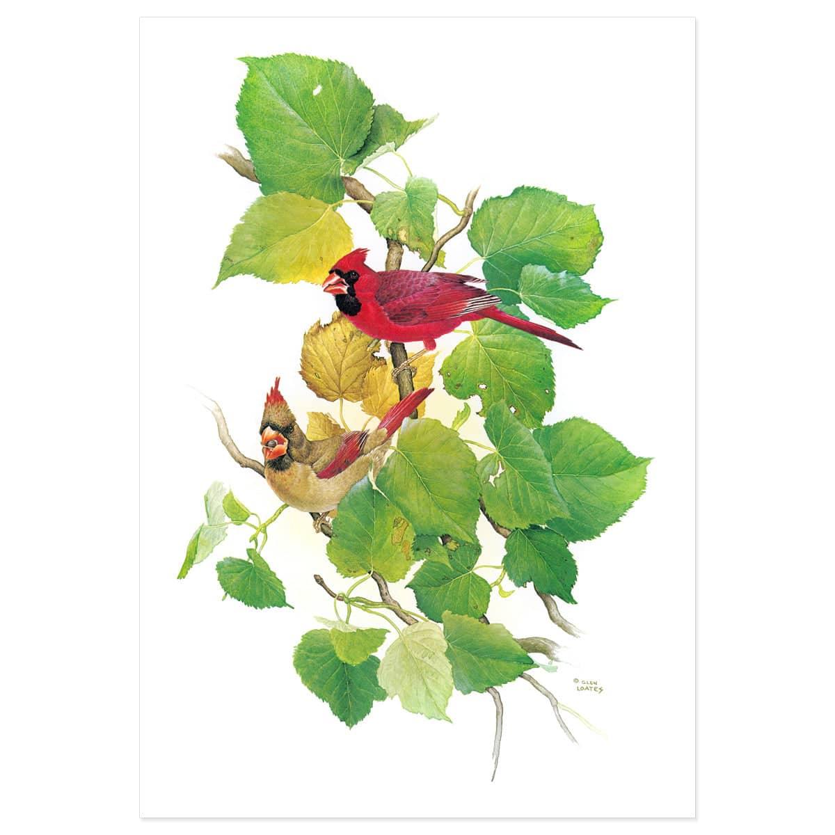 Cardinals - Art Print | Artwork by Glen Loates