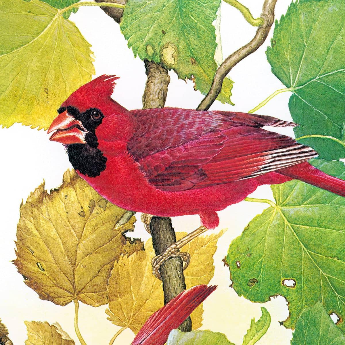 Cardinals - Art Print | Artwork by Glen Loates