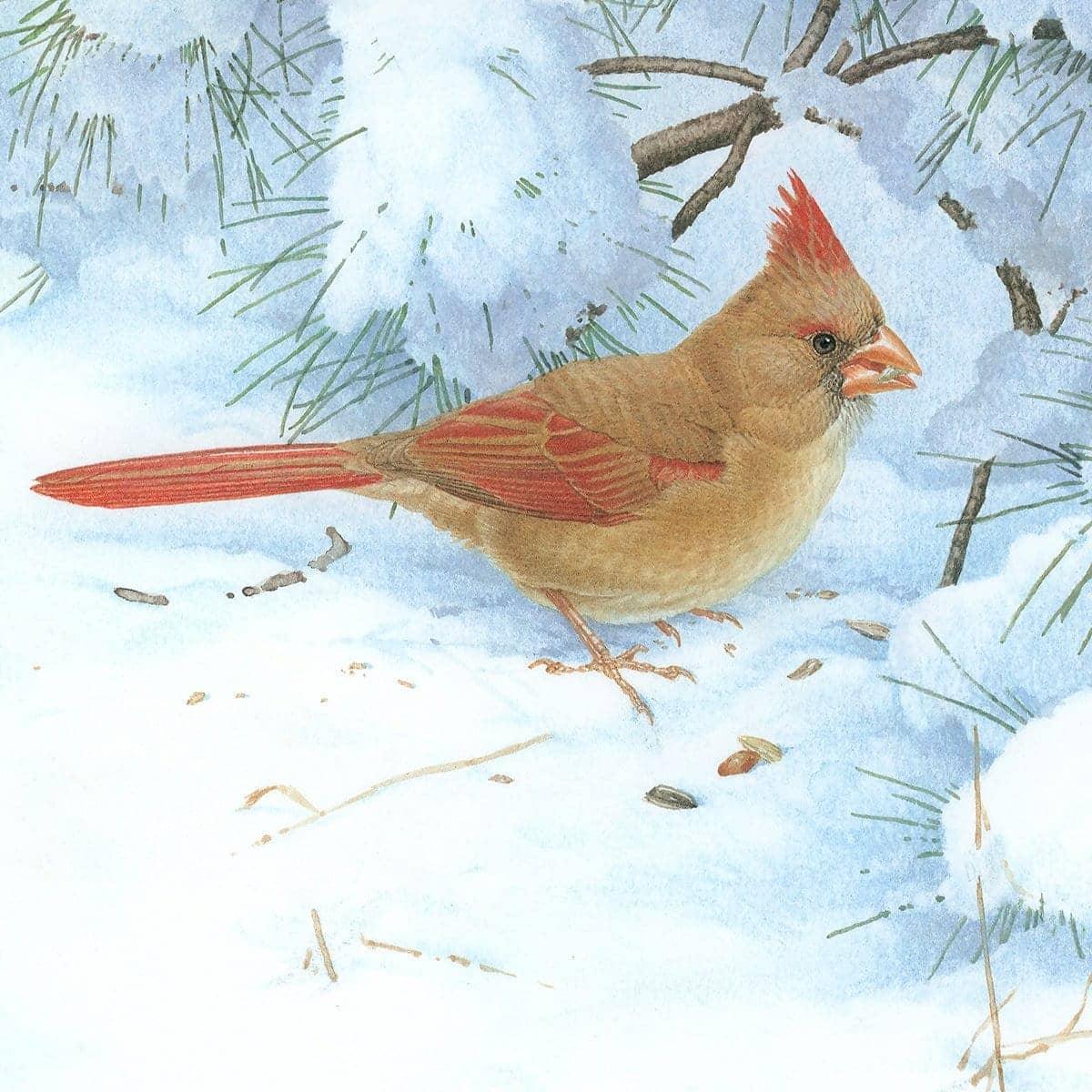 Cardinals in Snow - Framed Print | Artwork by Glen Loates