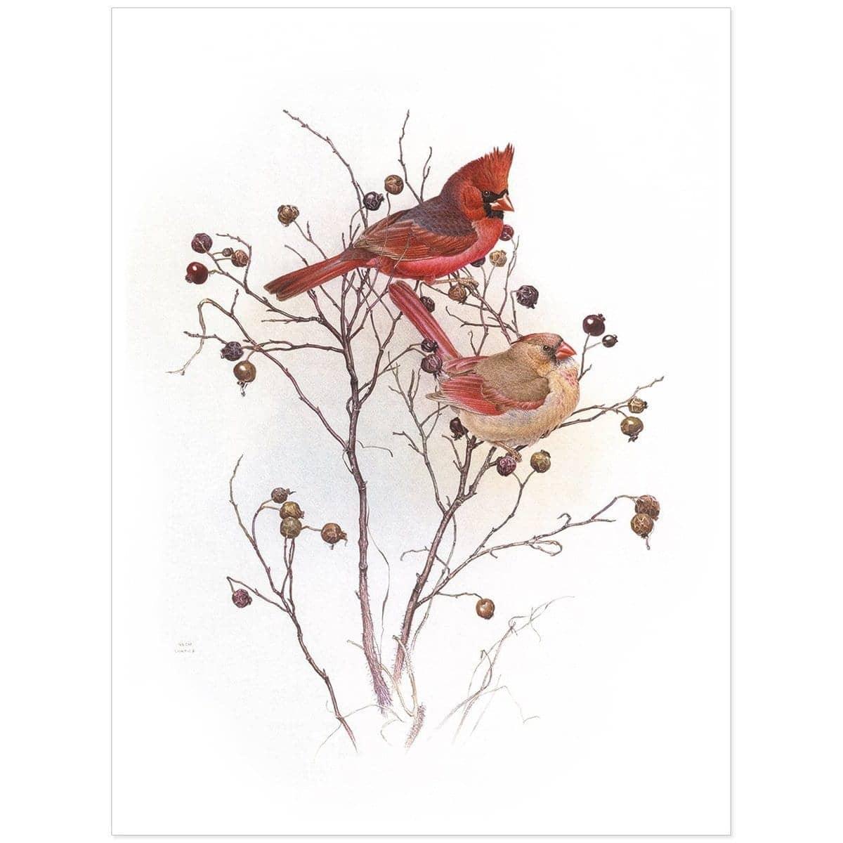 Cardinals on Rosehip Bush - Art Print | Artwork by Glen Loates