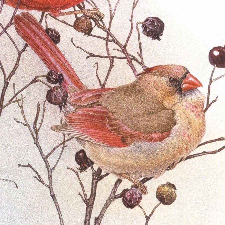 Cardinals on Rosehip Bush - Framed Print | Artwork by Glen Loates