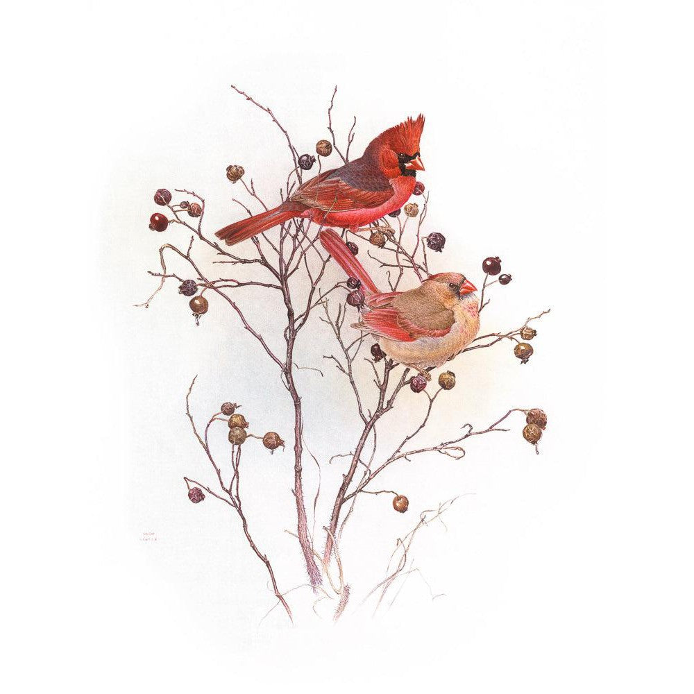 Cardinals on Rosehip Bush - Framed Print | Artwork by Glen Loates