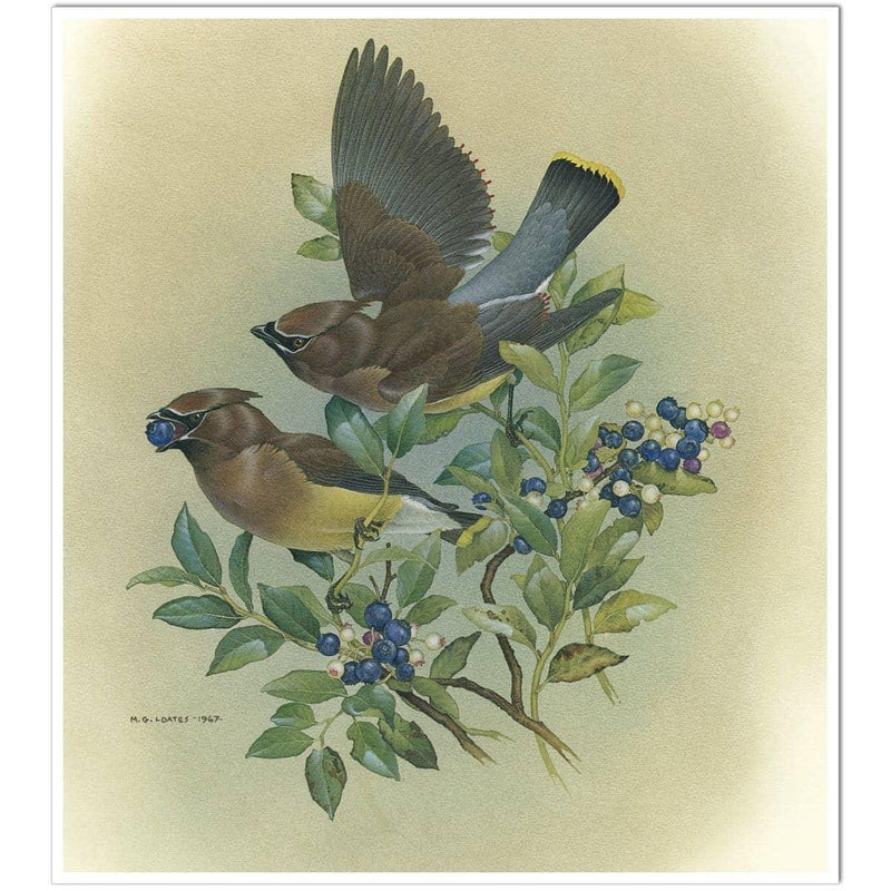 Cedar Waxwings in Blueberry Bush - Art Print | Artwork by Glen Loates