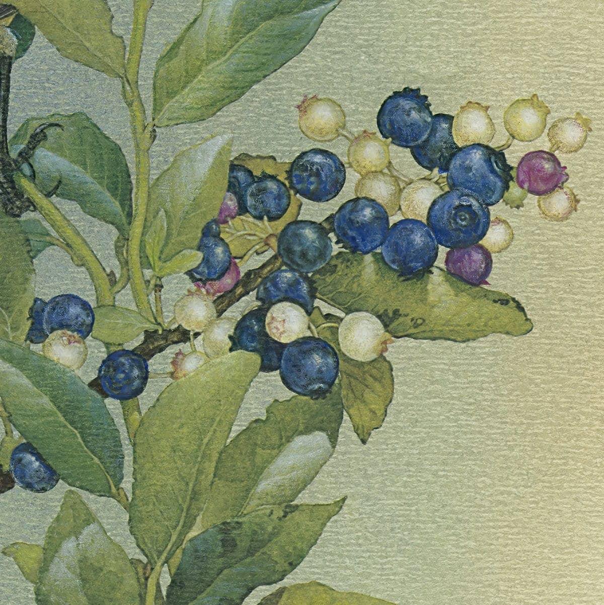 blueberry bush illustration