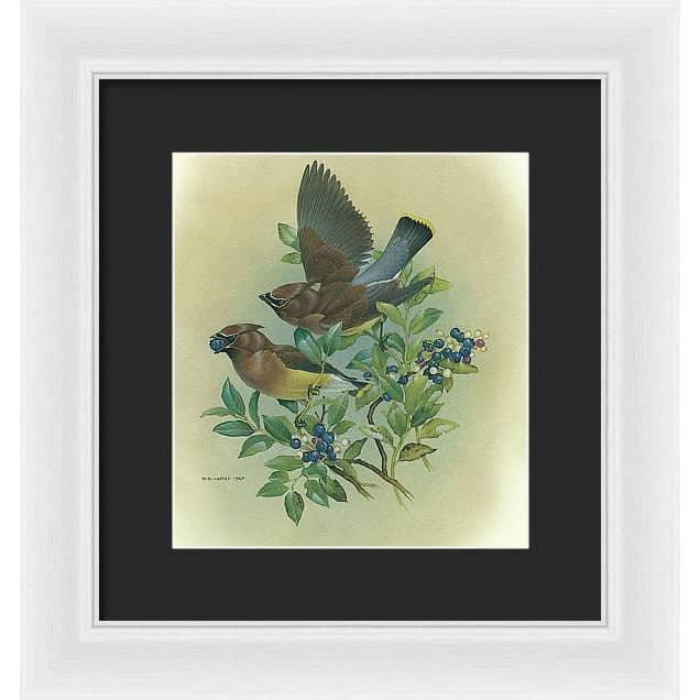 Cedar Waxwings in Blueberry Bush - Framed Print | Artwork by Glen Loates