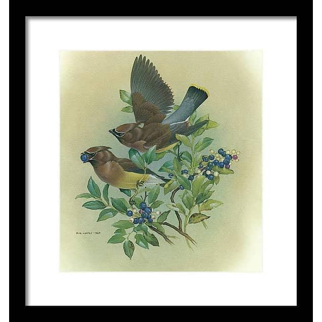 Cedar Waxwings in Blueberry Bush - Framed Print | Artwork by Glen Loates
