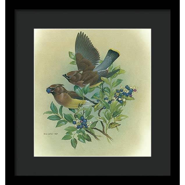 Cedar Waxwings in Blueberry Bush - Framed Print | Artwork by Glen Loates