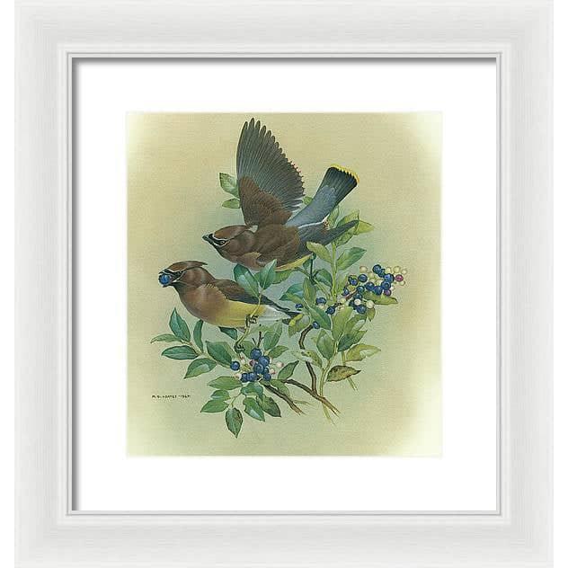 Cedar Waxwings in Blueberry Bush - Framed Print | Artwork by Glen Loates