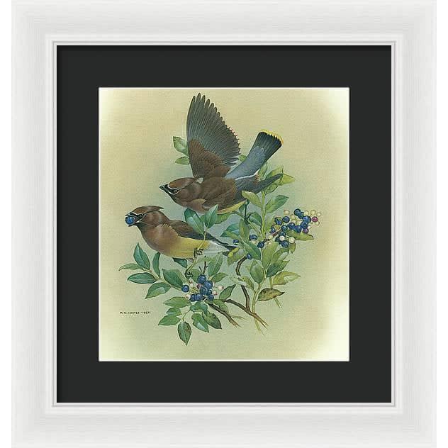 Cedar Waxwings in Blueberry Bush - Framed Print | Artwork by Glen Loates