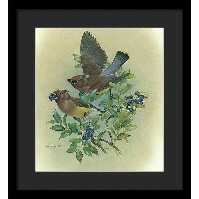 Cedar Waxwings in Blueberry Bush - Framed Print | Artwork by Glen Loates