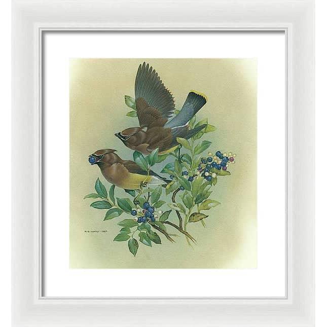 Cedar Waxwings in Blueberry Bush - Framed Print | Artwork by Glen Loates