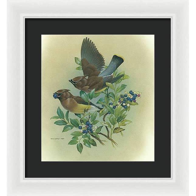 Cedar Waxwings in Blueberry Bush - Framed Print | Artwork by Glen Loates