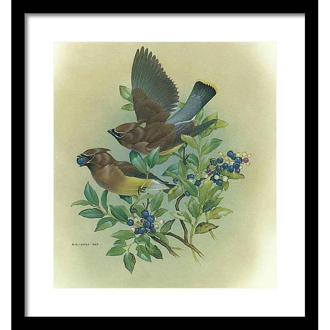 Cedar Waxwings in Blueberry Bush - Framed Print | Artwork by Glen Loates