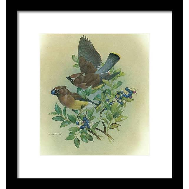 Cedar Waxwings in Blueberry Bush - Framed Print | Artwork by Glen Loates